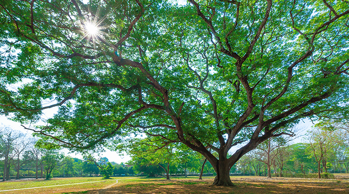 Common Florida Oak Tree Problems Solved Your Land